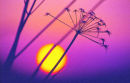 Setting Sun