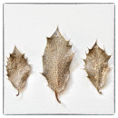 Holly Leaves