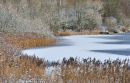 Ice and Golden Grasses