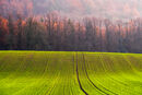 Sunlit Tracks