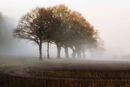 Misty Copse