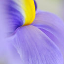 Iris (2)