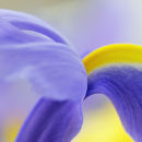 Iris (3)