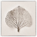 Leaf Detail