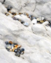 Limestone and Pebbles