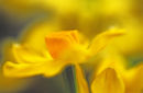 Narcisi