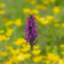 Orchid