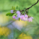 Cherry Blossom