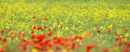 Poppies and Yellow Rapeseed