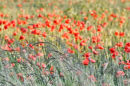 Poppy Impression