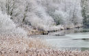 Frosted Grasses