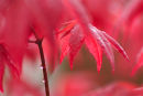 Acer Leaves