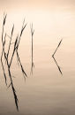 Reflected Grasses