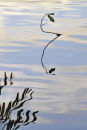 Reflections