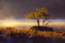 Golden Mist