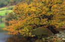 Oak Tree