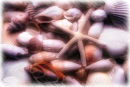 Seashells