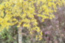 Shades of Autumn