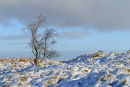 Solitary Tree