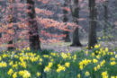 Spring Fantasy