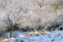 Frosted Trees