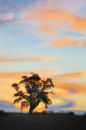 Sunset Silhouette