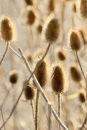 Teasels
