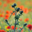 Thistle and Poppies