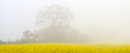 Golden Harvest