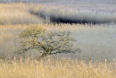 Winter Grasses