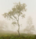 Misty Trees