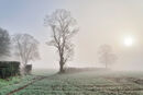Trees in the Mist