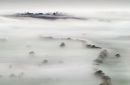 Trees in the Mist