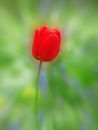 Tulip
