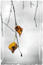 Hanging on