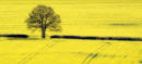 Two Trees