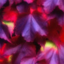 Ivy Leaves