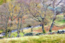 Shades of Autumn