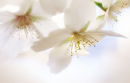 Cherry Blossom #2