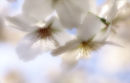 Cherry Blossom