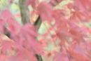 Windblown Maples