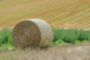 Harvest Patterns