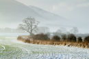 Clearing Mist