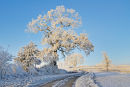 Red Hill frost