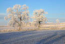 Frosted Trees