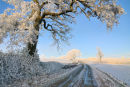 Frosted oak