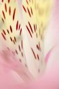 Tiger Lily