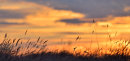 Sunset and Grasses