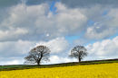 Solitary oaks