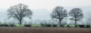 Sentinels